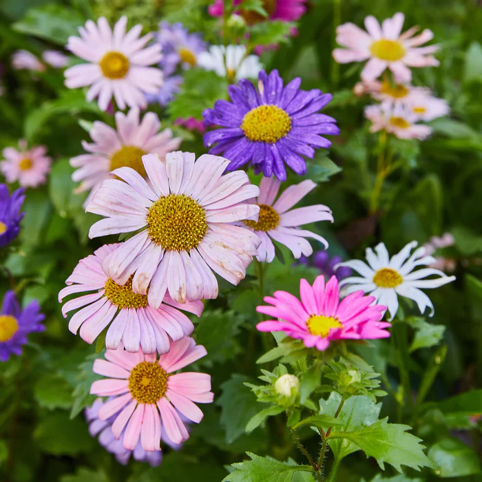 Flower Seed Pop - Image 6